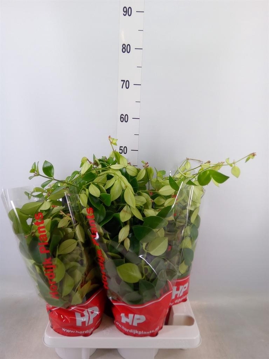 <h4>Aeschynanthus 'Mona Lisa'</h4>