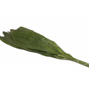 Aspidistra Vacuum 80 Cm X5