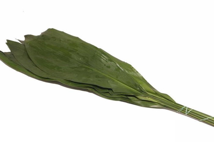 <h4>Aspidistra Vacuum 80 Cm X5</h4>