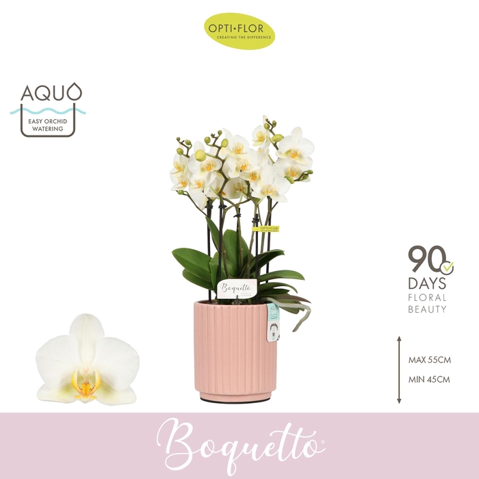 <h4>Boquetto Beauty 3-5 spike in Molise Salmon Aquo</h4>