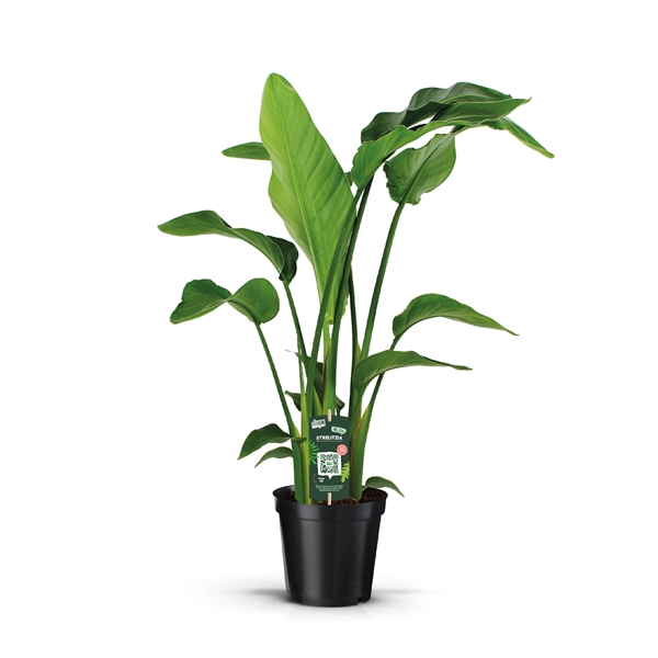 <h4>Strelitzia Nicolai 19 3 STEKKEN!</h4>