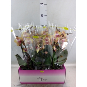 Phalaenopsis   ...yellow