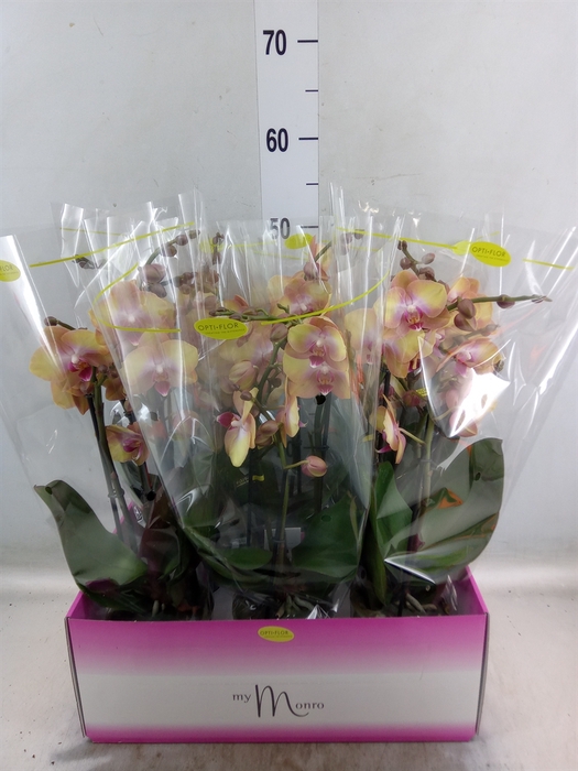 <h4>Phalaenopsis   ...yellow</h4>
