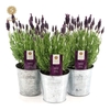 Lavandula st. 'Anouk'® Collection P10,5 in Zinc Old-Look