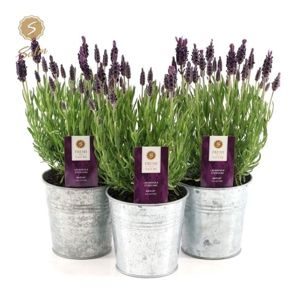 <h4>Lavandula st. 'Anouk'® Collection P10,5 in Zinc Old-Look</h4>