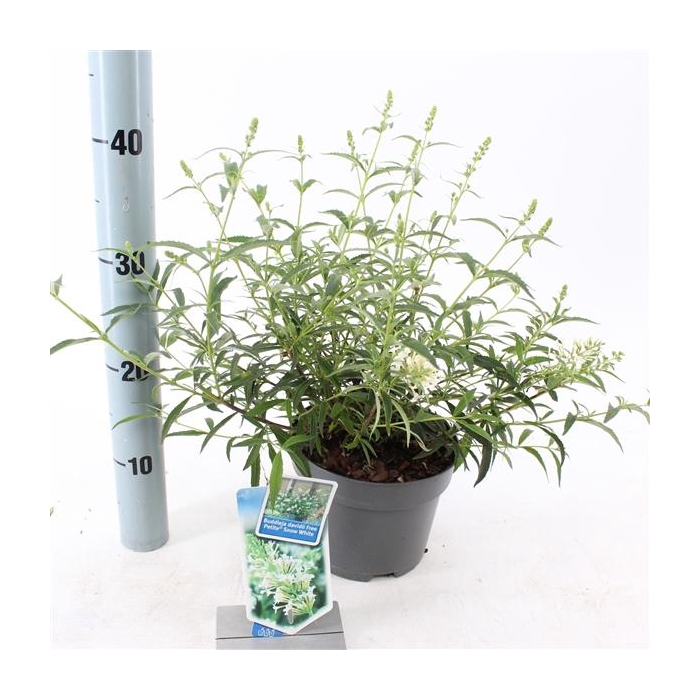 <h4>Buddleja dav. Free Petite© Snow White ('Podaras 15'PBR)</h4>