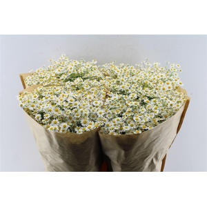 Tanacetum Single Vegmo