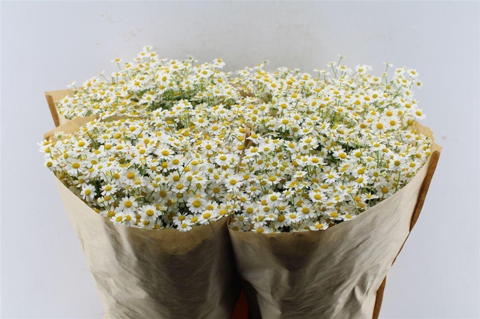 <h4>Tanacetum Single Vegmo</h4>