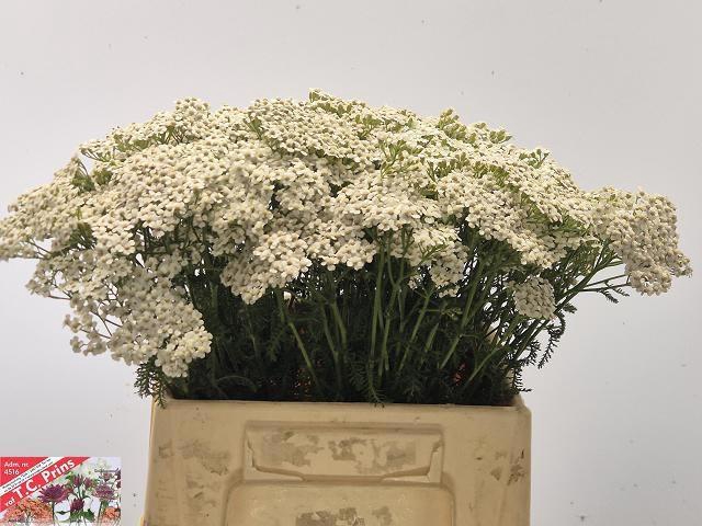 <h4>ACHIL M WHITE BEAUTY</h4>