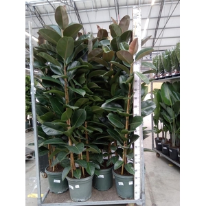 Ficus elastica 'Robusta'