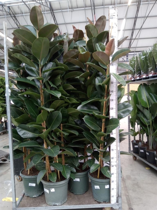 <h4>Ficus elastica 'Robusta'</h4>
