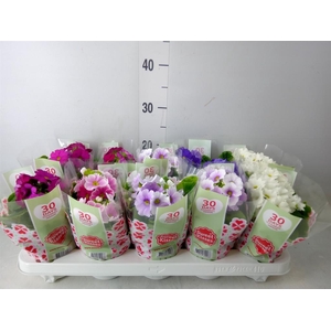 Primula obcon. 'SwKiss Amore'  .mix