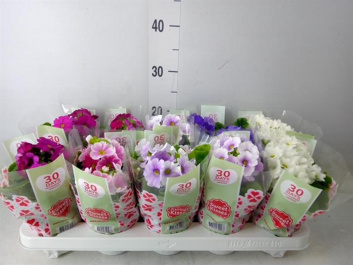 <h4>Primula obcon. 'SwKiss Amore'  .mix</h4>