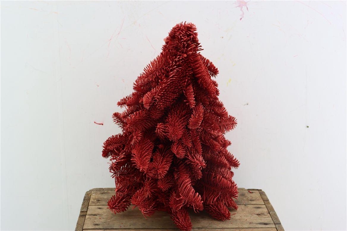 <h4>Arr Oxalis Deppei</h4>