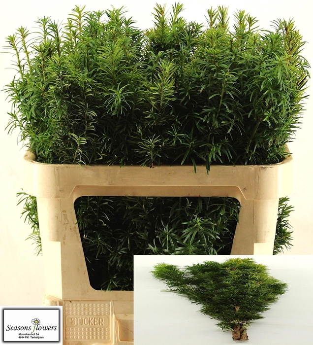 <h4>KERSTGROEN OV BS</h4>