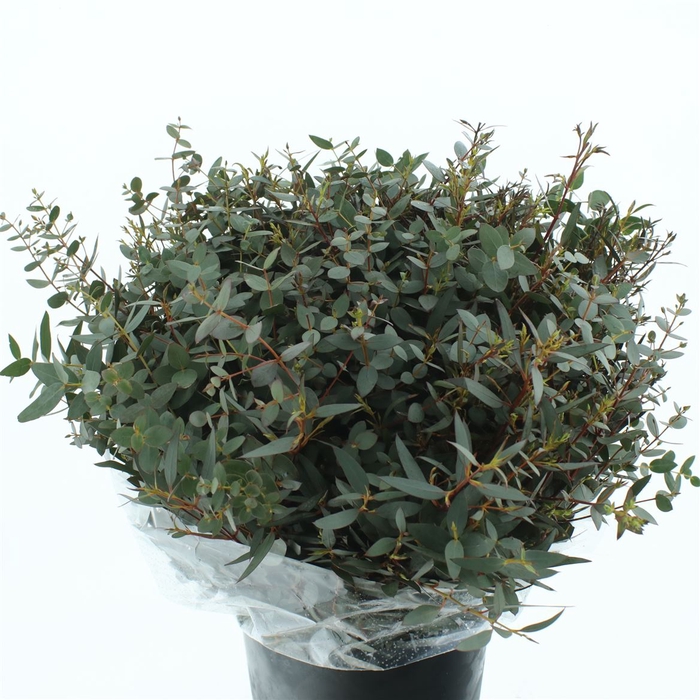 <h4>Euca Parvifolia Kort 150 Gram</h4>