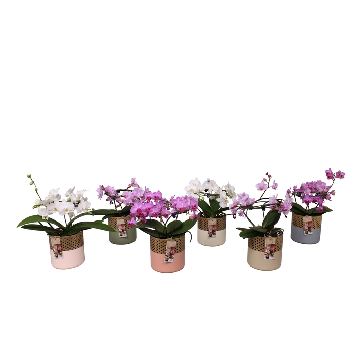 <h4>Phal. Multi vorm mix "Blossoming Beauty" in BGC012 Metal Candle</h4>