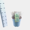 Miscanthus sinensis