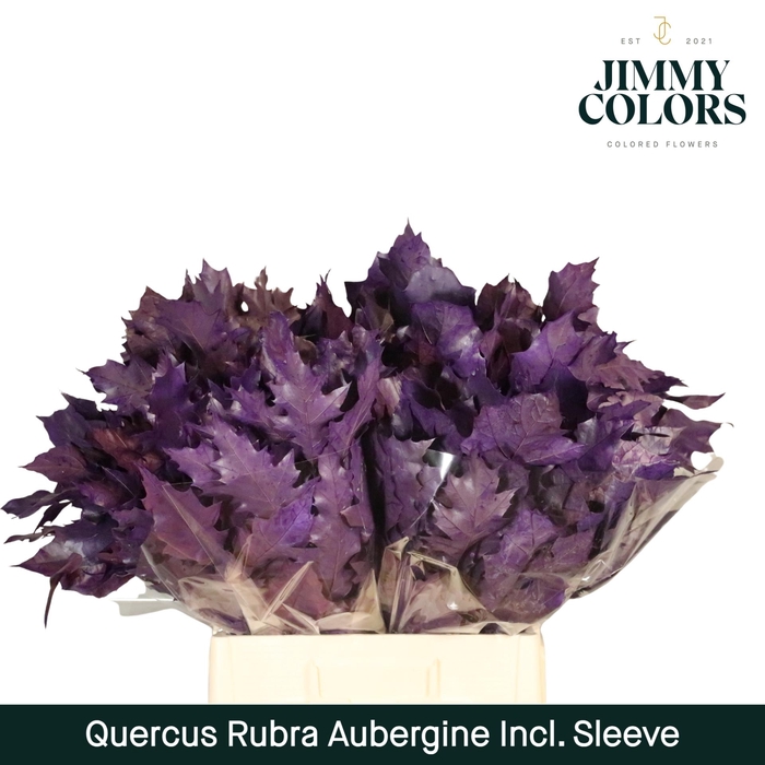 Quercus Rubra Sleeve L60 Aubergine