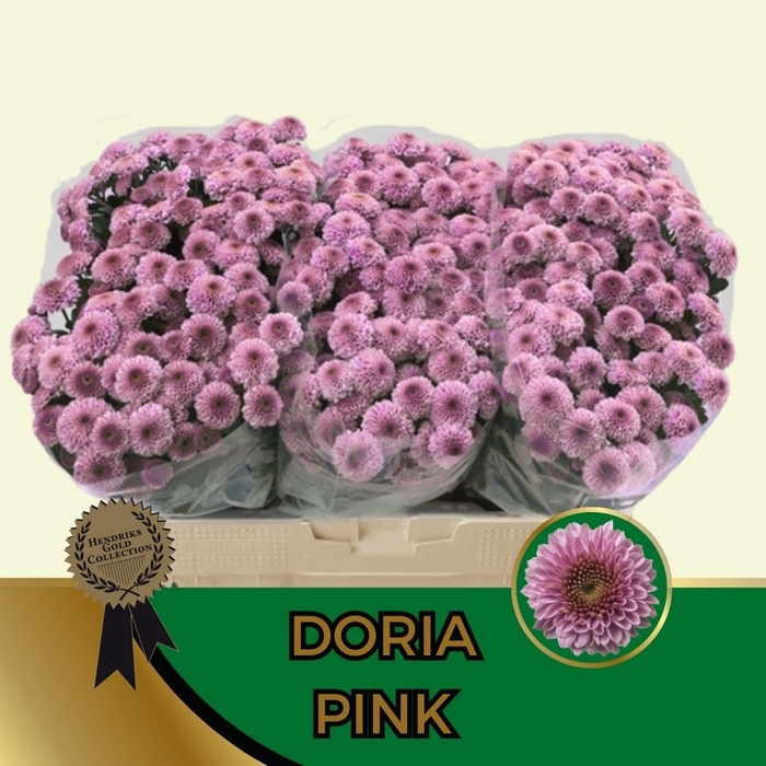 <h4>CHR S AAA DORIA PINK</h4>
