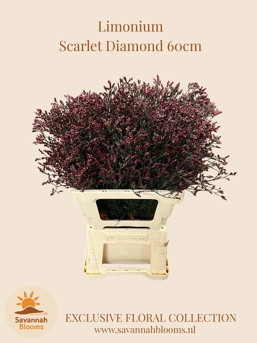 <h4>LIM SIN SCARLET DIA</h4>