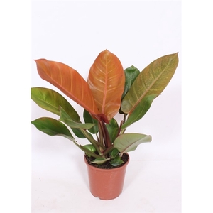 Philodendron Prince of Orange