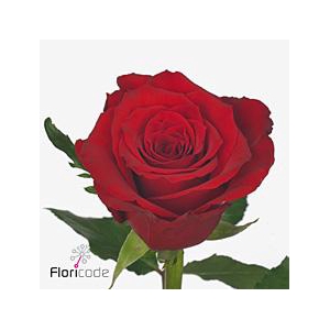 Rosa large red torch