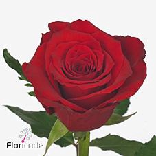 <h4>Rosa large red torch</h4>