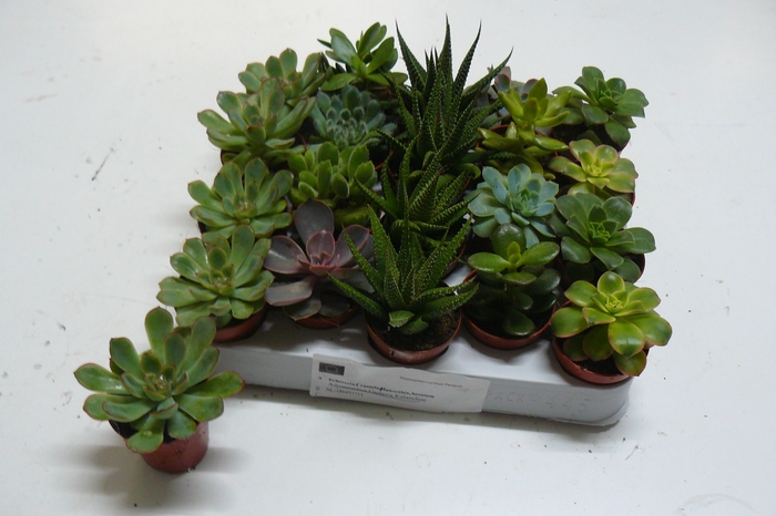 <h4>SUCC GEM 6 SRT</h4>