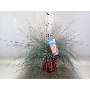 Festuca glauca 'Intens Blue'