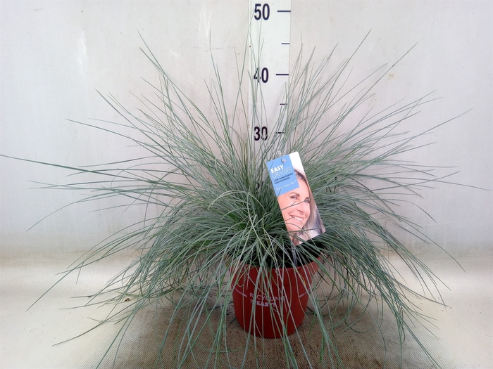<h4>Festuca glauca 'Intens Blue'</h4>
