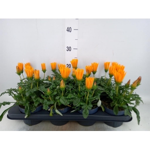 Gazania splen. 'Giant Deep Orange'