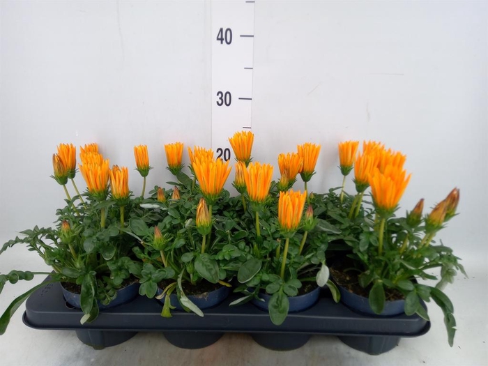 <h4>Gazania splen. 'Giant Deep Orange'</h4>