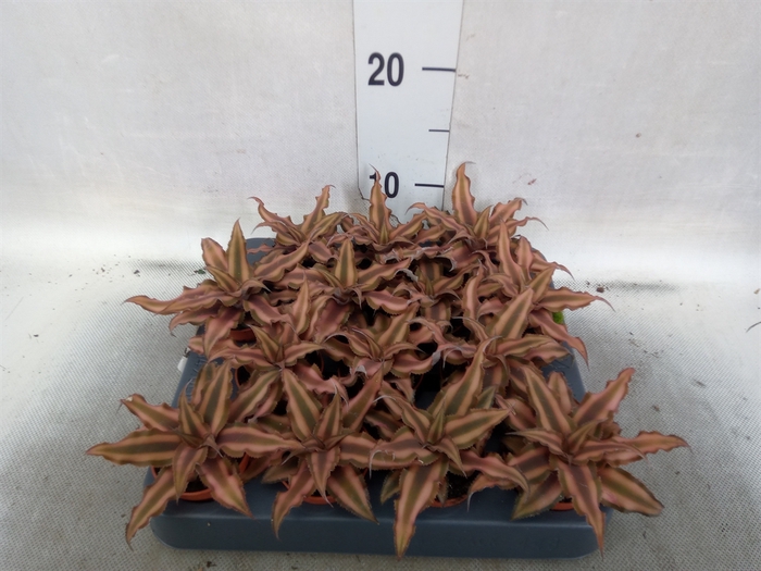 Cryptanthus bivittatus