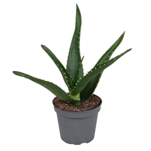 ALOE VERA p6 Mitroformis