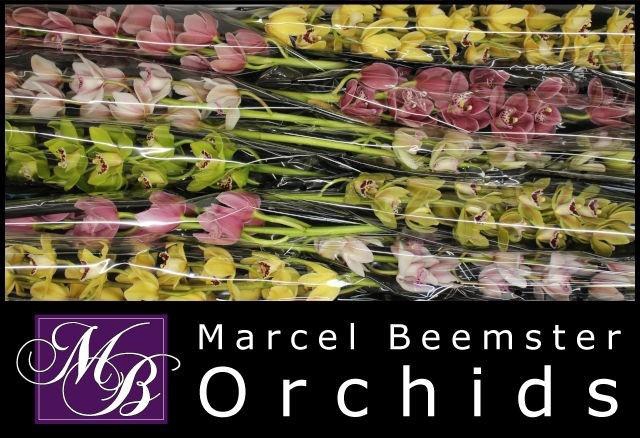 <h4>CYMB MI GEM</h4>