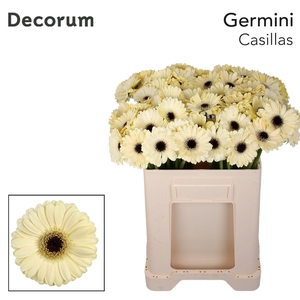 Germini Casillas Water