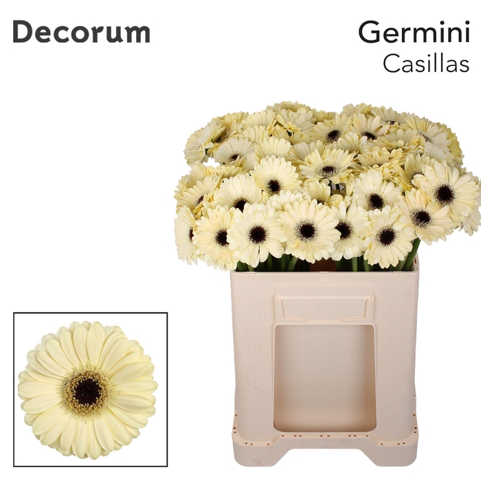 <h4>Germini Casillas Water</h4>