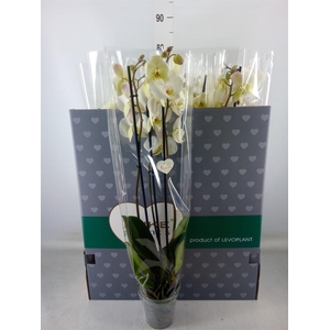 Phalaenopsis   ...white