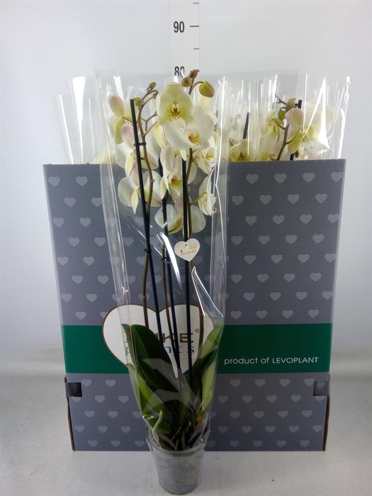 <h4>Phalaenopsis   ...white</h4>
