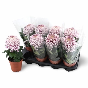 CHRYS VIENNA PINK