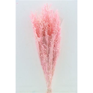 Pres Licopodium Long L Pink Bunch