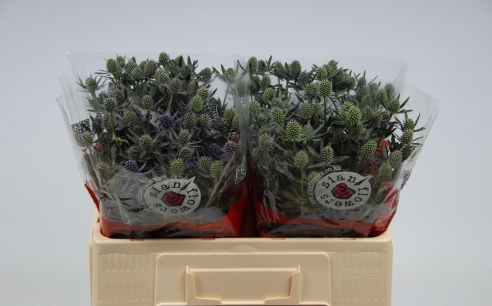 <h4>ERYN PL BLUE GLITT</h4>