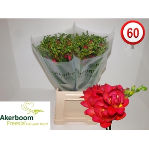 Freesia du Expression