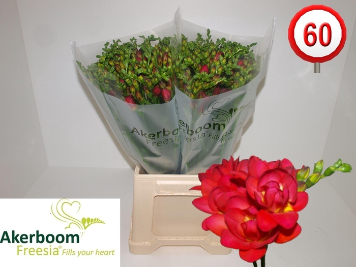 <h4>Freesia du Expression</h4>