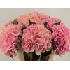 Hydrangea royal love