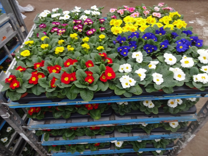 <h4>PRIM AC MIXK</h4>