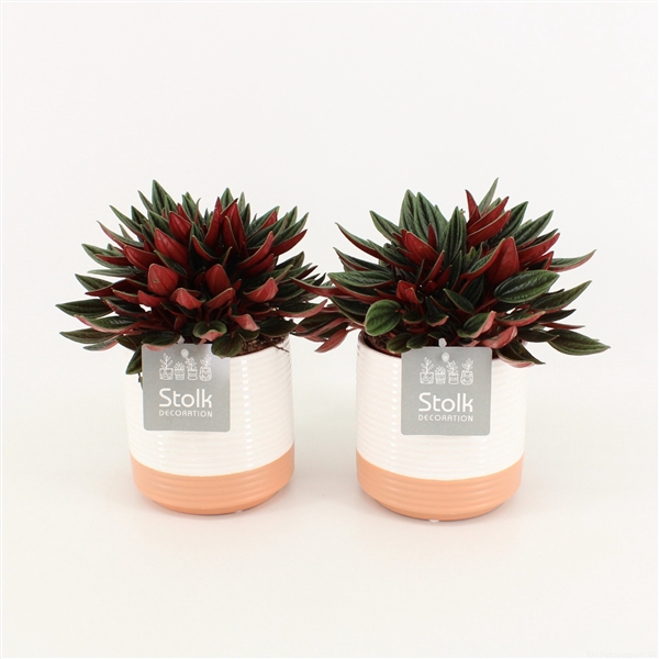 <h4>Peperomia Rosso in Milou Keramiek</h4>