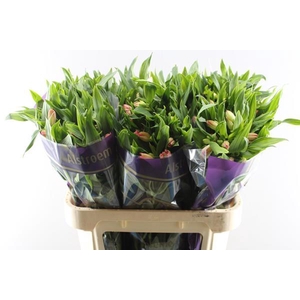 Alstr True Dream (pink/wit)