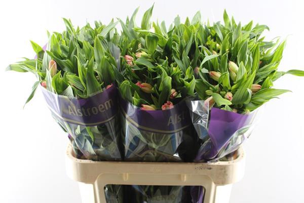 <h4>Alstr True Dream (pink/wit)</h4>